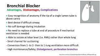 Keyword Review 2019  Respiratory Anatomy Physiology amp Thoracic part 4 of 5  Dr Schell [upl. by Lenno99]