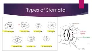 types of stomata  Bsc [upl. by Limemann]