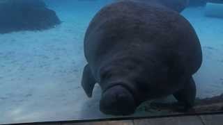 Manatee Squishes Face Against Glass [upl. by Ayikur]