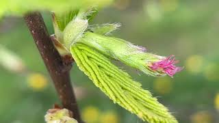 Hornbeam  female flowers amp young leaves close up  April 2022 [upl. by Oicapot]