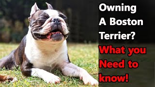 Boston Terrier The Pros amp Cons of Owning One [upl. by Pell667]