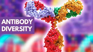 Immunology Lecture 14  Antibody Diversity [upl. by Nnylyram]