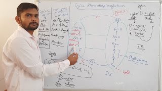 Cyclic photophosphorylationPhotosynthesis in plantsCSIR NET in hindi [upl. by Ttesil]