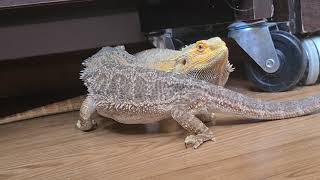 Pogona vitticeps Dragão Barbudo Bearded Dragon [upl. by Adnovahs]