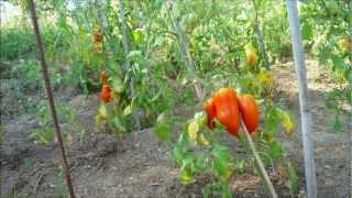 TOMATES DES ANDES ANDINE CORNUE [upl. by Nylatsirk]