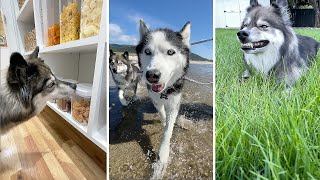 4 oddly specific things my huskies asked for [upl. by Irene]