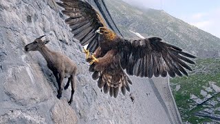 15 Deadliest Eagles in the World [upl. by Aicena]