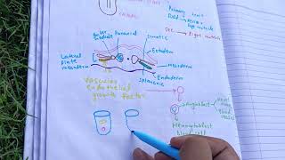 CV A 004early development of heart and blood vessel Development of pericardial cavity [upl. by Kilby]