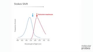 Molecular Probes Tutorial Series— Anatomy of Fluorescence Spectra [upl. by Chor]