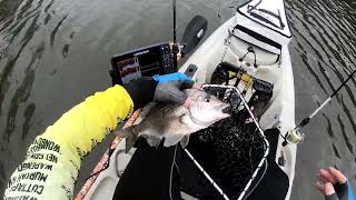 BIG FLATHEAD  on Lures in NaroomaBermagui Area and parts down South Coast [upl. by Eddie]