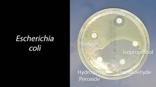 Demo Antiseptics and Disinfectants [upl. by Akinorev]