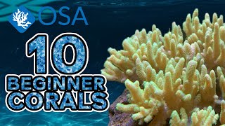 Leather Corals  10 Beginner Corals [upl. by Fleda]