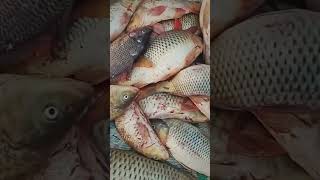 💥Bomb experiment with fish hunting🤯😱😳shorts ytshots amazing fishing hunting trending viral [upl. by Acisset680]