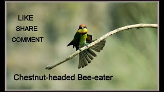 Chestnutheaded beeeater [upl. by Lillith]