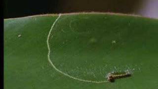 How caterpillars survive on plants  David Attenborough  BBC wildlife [upl. by Retsbew]