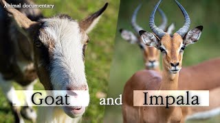 Goat Impala Animal Documentary [upl. by Idihc]