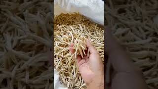 Safed musli Indian quality available [upl. by Eerot]