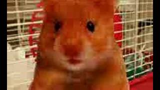 Personnel Harry the hamster vid for jaton  fila the cat [upl. by Britni]