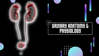 URINARY ANATOMY AND PHYSIOLOGY  ANATOMI FISIOLOGI SISTEM PERKEMIHAN [upl. by Derreg]