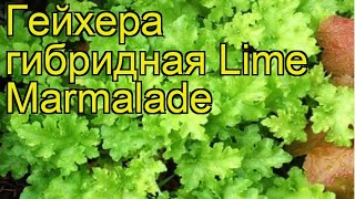 Гейхера гибридная Лайм Мармелад Краткий обзор описание характеристик heuchera Lime Marmalade [upl. by Rakabuba]