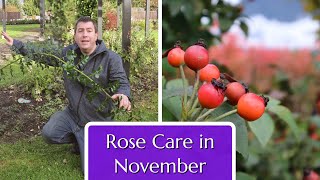 Rose Care in November [upl. by Ykvir]