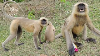 quotMonkeys Gone Wild Funny Monkey Moments Caught on Cameraquot [upl. by Elades]