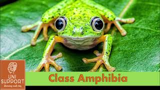 Class Amphibia  Characteristics and Classification [upl. by Binnie852]