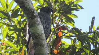 Gaviãopernilongo  Geranospiza caerulescens [upl. by Mosi]