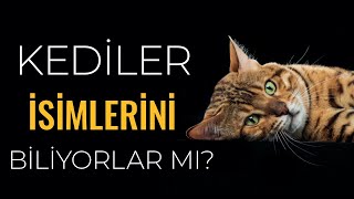 Kediler Kendi İsimlerini Biliyorlar Mı [upl. by Uhile]