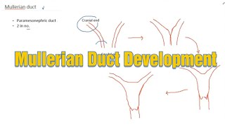 Mullerian Duct Development II by Dr Kalyan II Doctors Talk II by Aashka Media [upl. by Nibbs796]