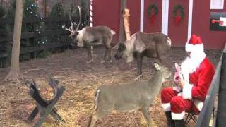 ReindeerCamcom Santa Feeding Reindeer [upl. by Antonetta713]