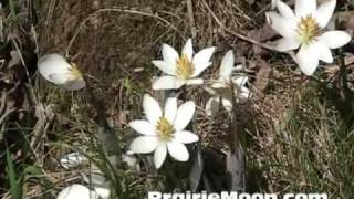 Bloodroot Sanguinaria canadensis [upl. by Dante]