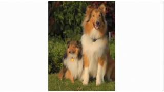 Pros amp Cons of a Collie  Dog Breeds [upl. by Quenna]