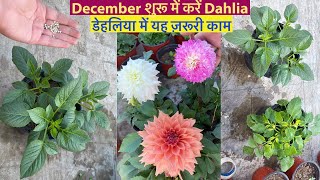 तुरंत कीजिए Dahlia में ये ज़रूरी काम और Fertiliser  Make Dahlia BushyDahlia From CuttingsTubers [upl. by Adnana]