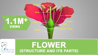 Flower Structure and its Parts [upl. by Kcuhc]