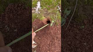 Skills venomous ants sting giant bug in deep hole shorts [upl. by Atiniv]