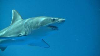 Great White Shark on Exhibit September 2011 [upl. by Kram]