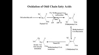 The fate of Propionyl CoA resulting from Oxidation of Odd chain Fatty acids [upl. by Oiratno]