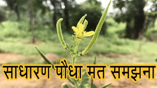 हुलहुल की पहचान गुण फायदे व नुकसान  Ayurvedic Plant Hul Hul [upl. by Yddeg]