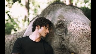 Junglee TRAILER OUT Vidyut Jammwal Protects His Animal Kingdom From Poachers In This ActionFest [upl. by Atekehs]