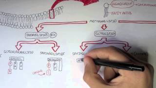 Cell Membrane II  Types of Lipid Membranes [upl. by Gainer]