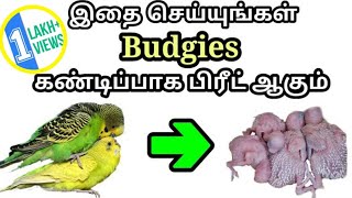 Budgies Breeding  காதல் பறவைகளை இனப்பெருக்கம் எப்படி செய்வது [upl. by Sergu]