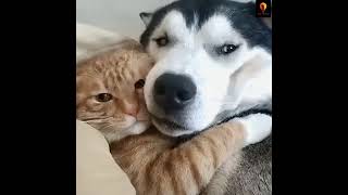 Cat and Dog Friendship  Dog and Cat Pure Love short [upl. by Shermy]