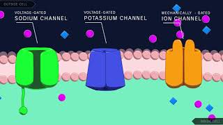 Action Potential in the Neuron [upl. by Lauren518]