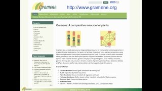 Rice Data and Resources in Gramene Database [upl. by Nethsa]