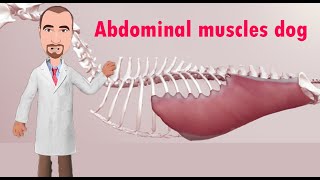 Abdominal Muscles and Rectus Sheath in the Dog [upl. by Merrielle624]