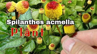 Spilanthes acmella plant [upl. by Lefton783]