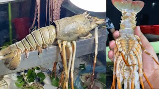 Eating Big Lobster Roasted Red Snapper Fish Octopus Crab  Seafood Feast at Coxs Bazar [upl. by Fattal]