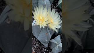 Astrophytum myriostigma flowers timelapse ❤️❤️❤️ [upl. by Ennairb]