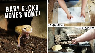 How To Set Up Tanks For Baby Leopard Geckos  MOVING DAY [upl. by Ayana]